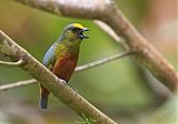 Olive-backed Euphonia